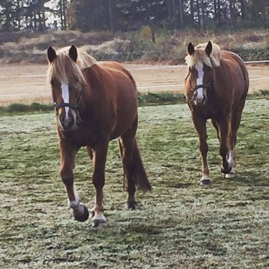 Ängsbackens Brixley foto: Yvonne Karlsson